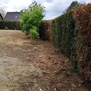 Hecke entfernen zur Vorbereitung um einen Betonzaun zu installieren.